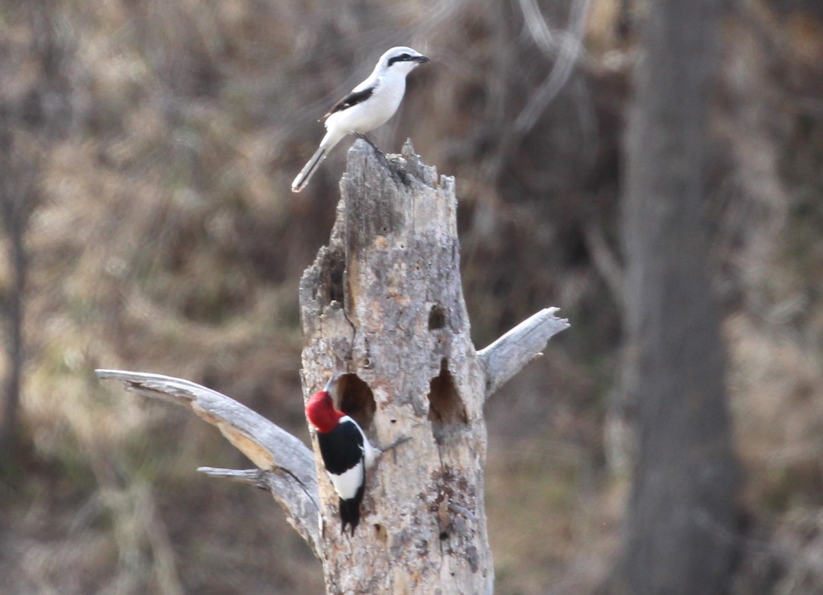 Northern Shrike - ML616609673