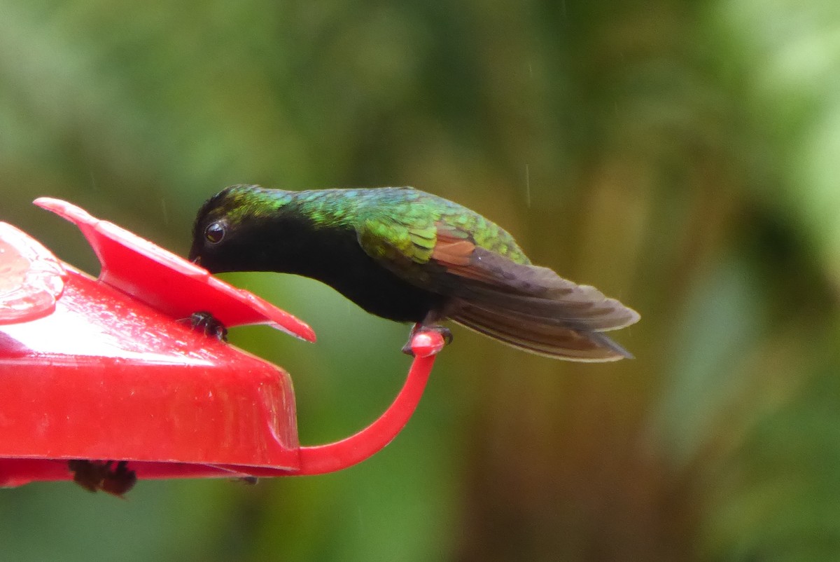 Black-bellied Hummingbird - ML616609687