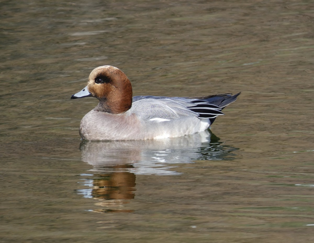 Eurasian x American Wigeon (hybrid) - ML616609721