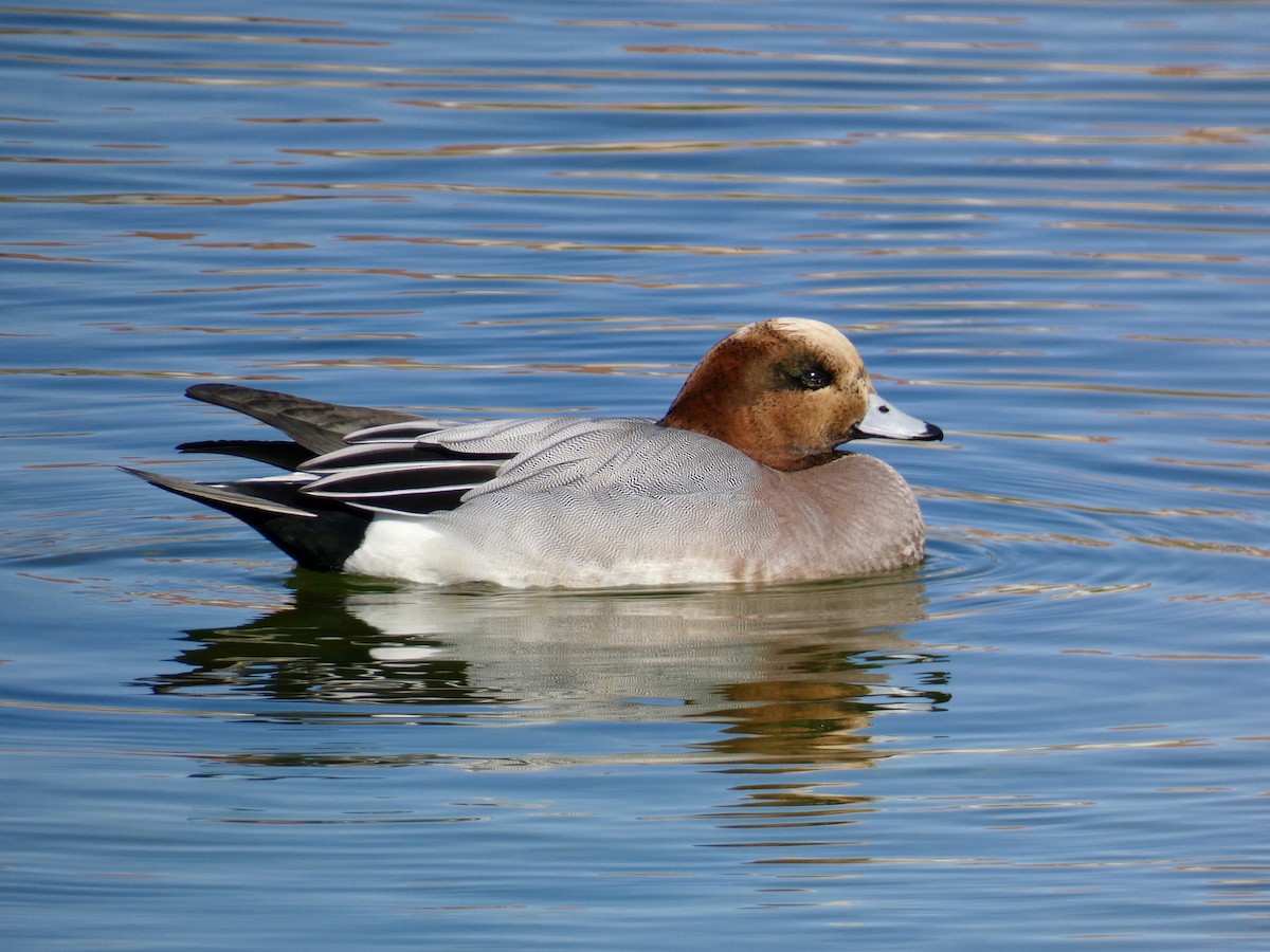 Eurasian x American Wigeon (hybrid) - ML616609722