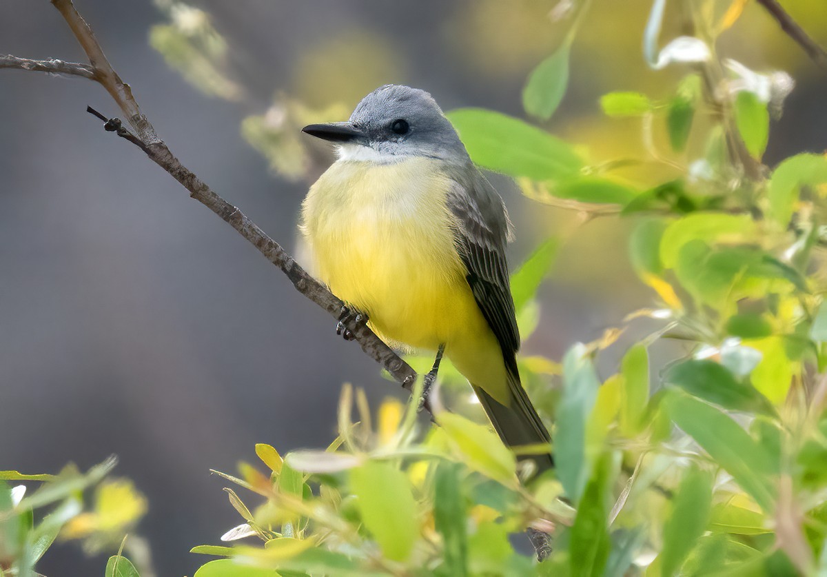 Tropical Kingbird - ML616609814