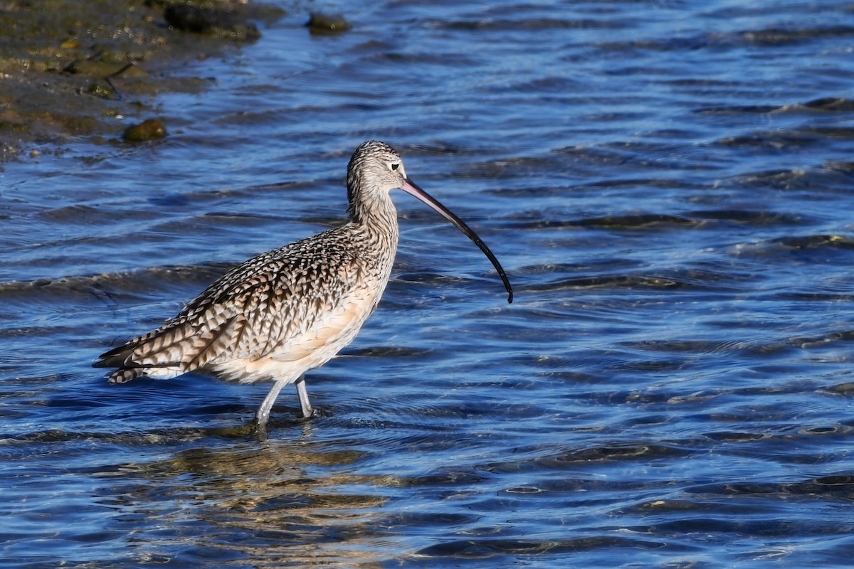 Long-billed Curlew - ML616609864
