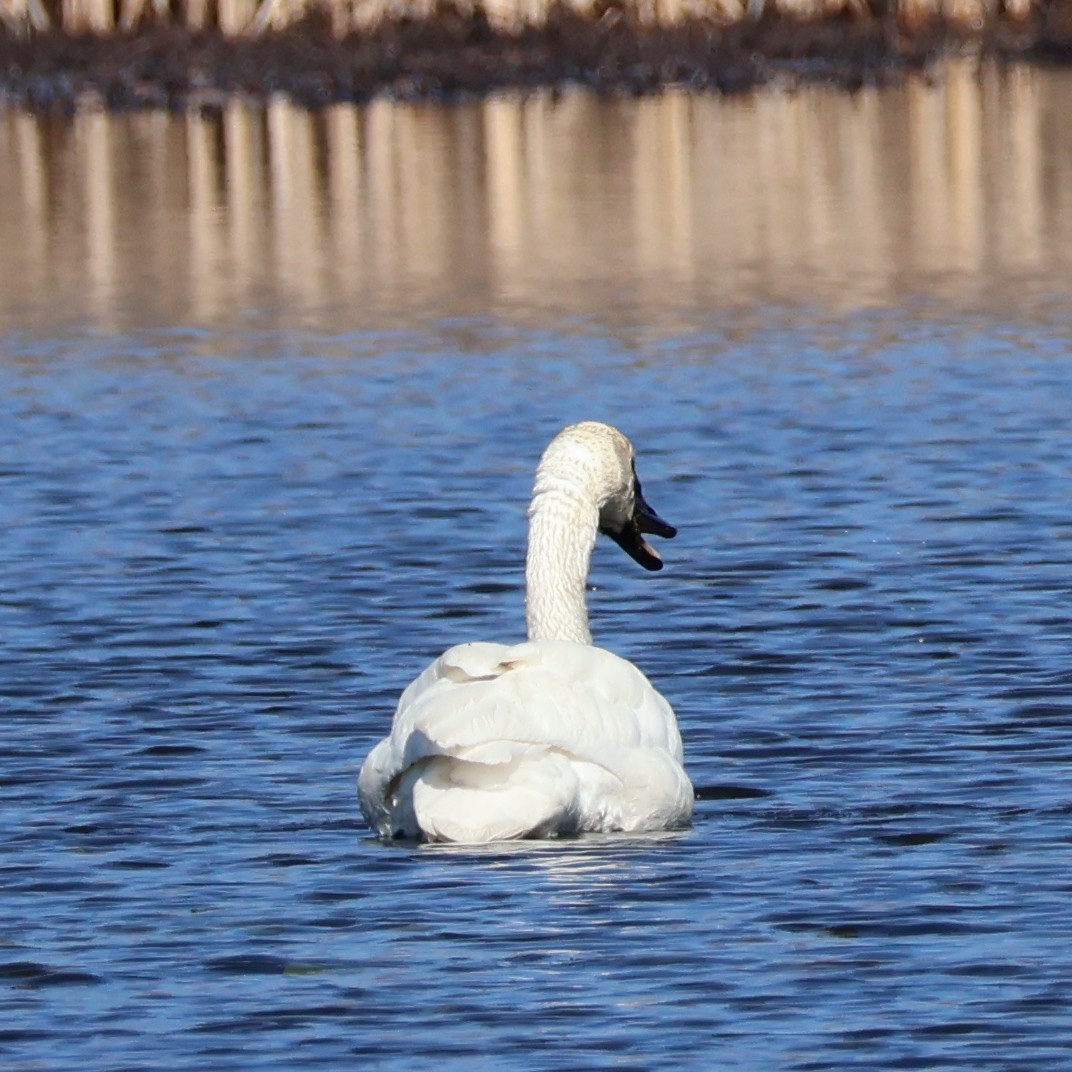 Tundra Swan (Whistling) - ML616609918