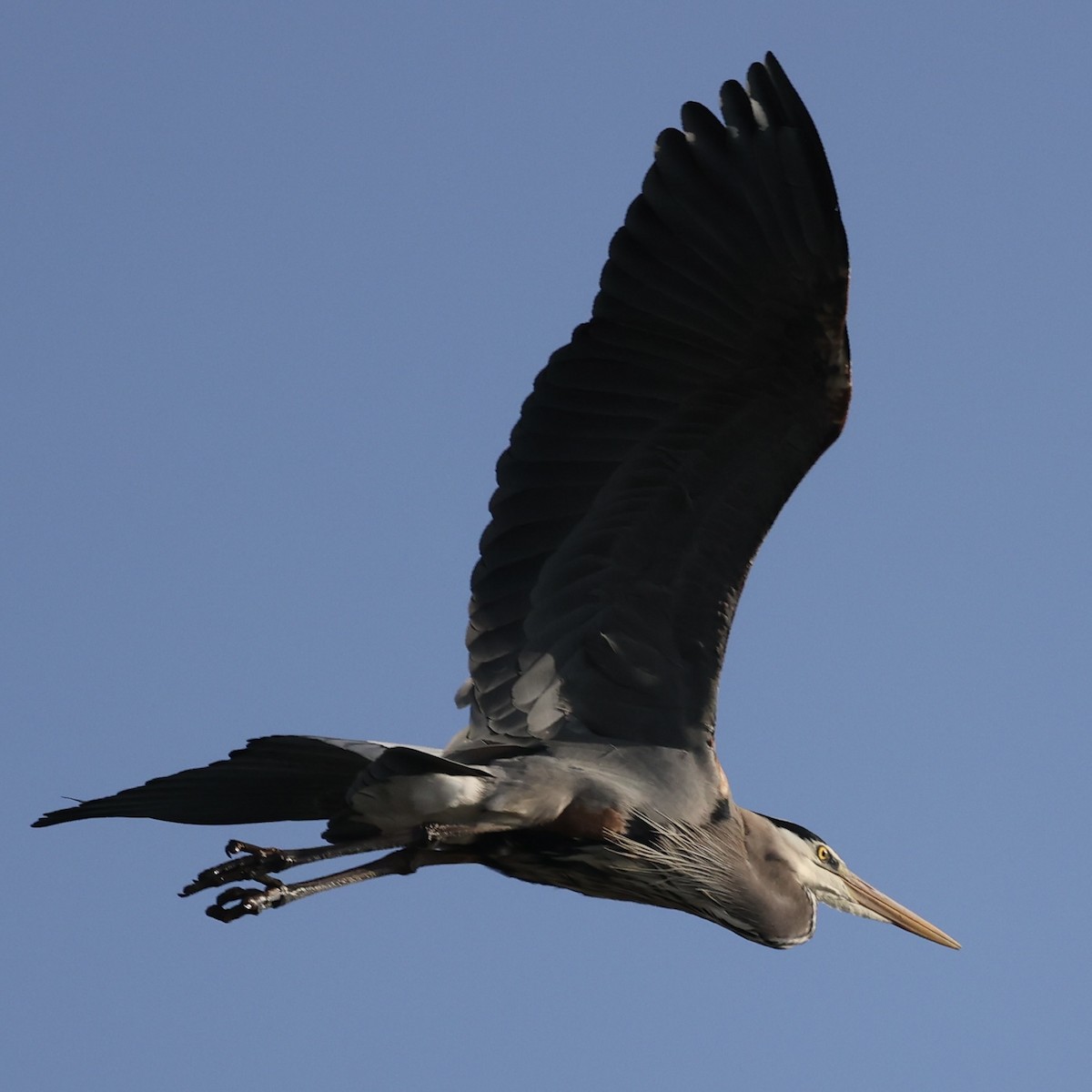 Great Blue Heron - ML616609949