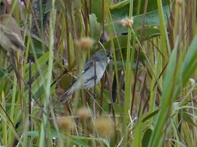 Plumbeous Seedeater - ML616609994