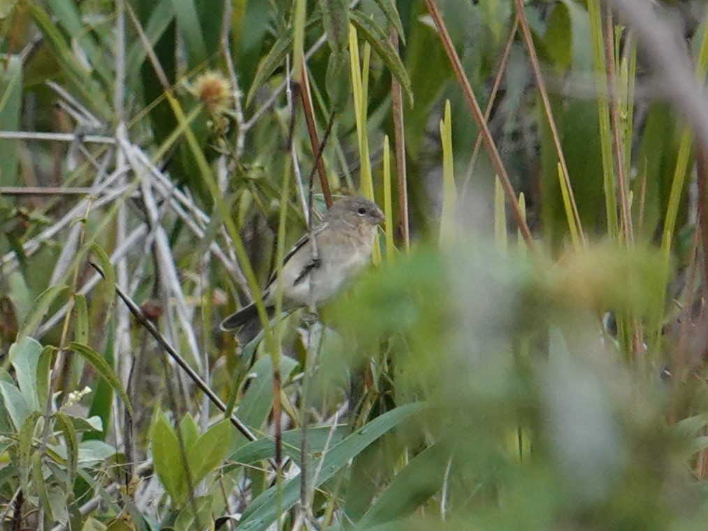 Plumbeous Seedeater - ML616609995