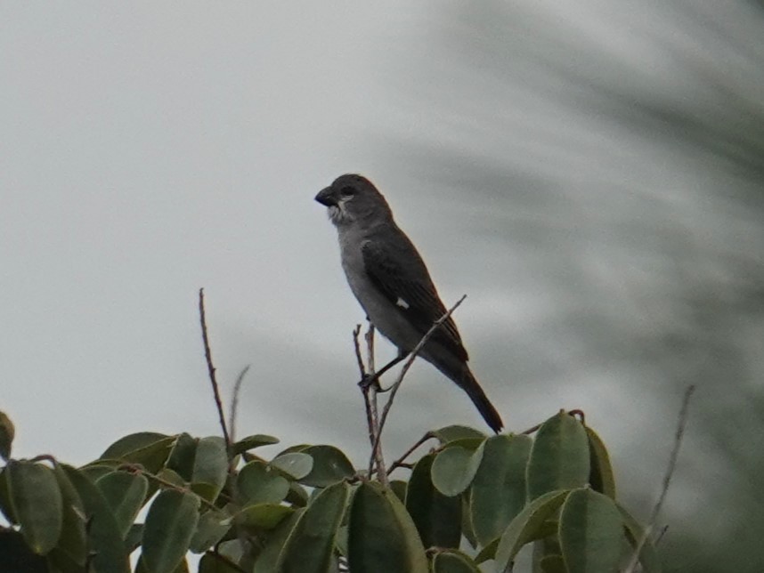 Plumbeous Seedeater - Steve Kornfeld