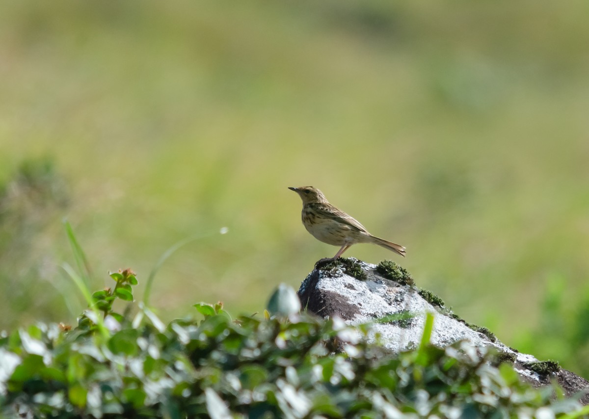 Nilgiri Pipit - Arun Raghuraman