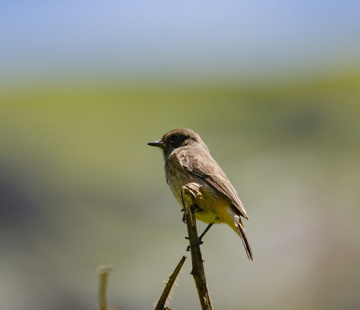 Pied Bushchat - ML616610094