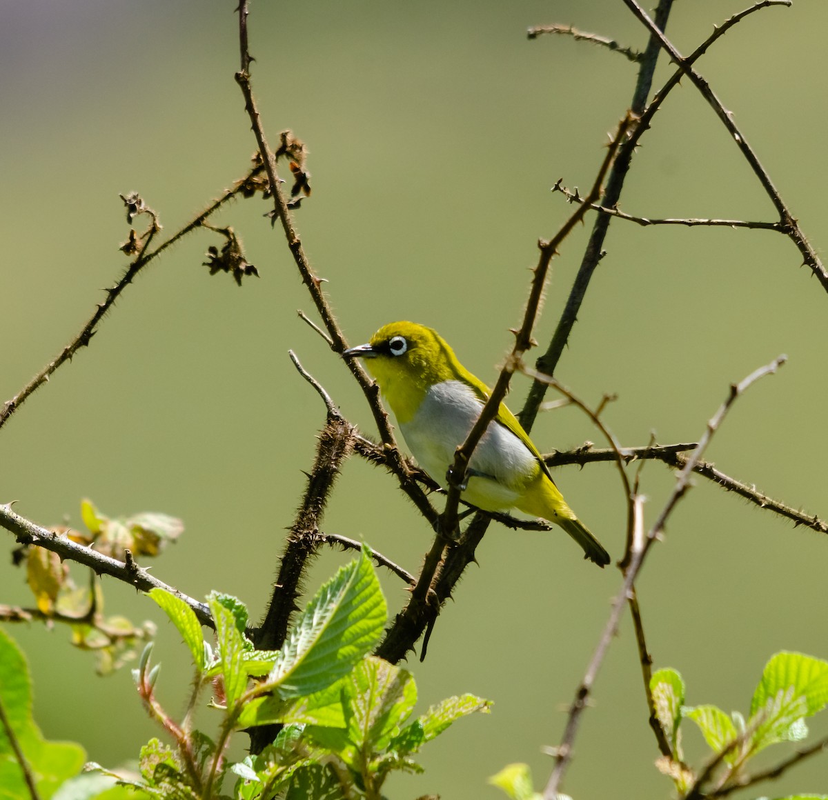 Indian White-eye - ML616610095