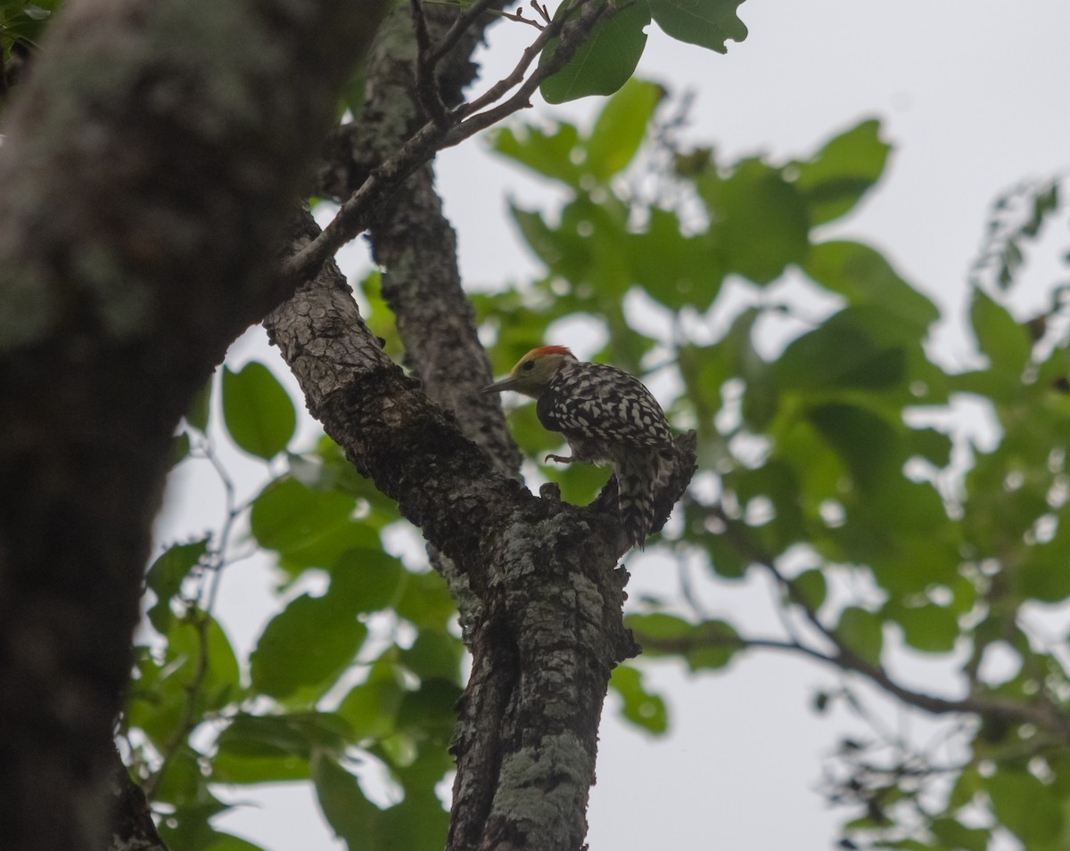 Yellow-crowned Woodpecker - ML616610098