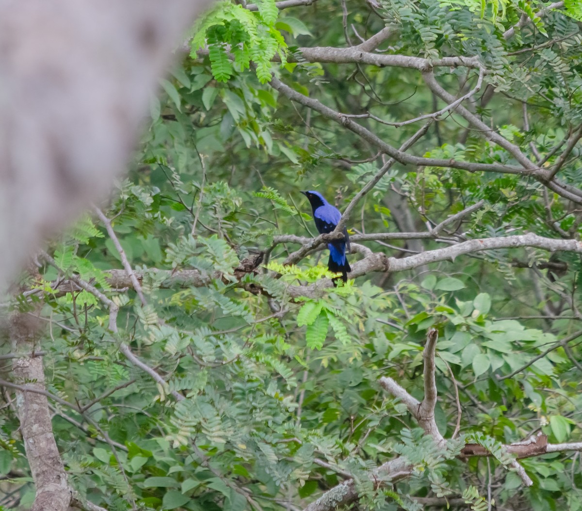 Asian Fairy-bluebird - ML616610102