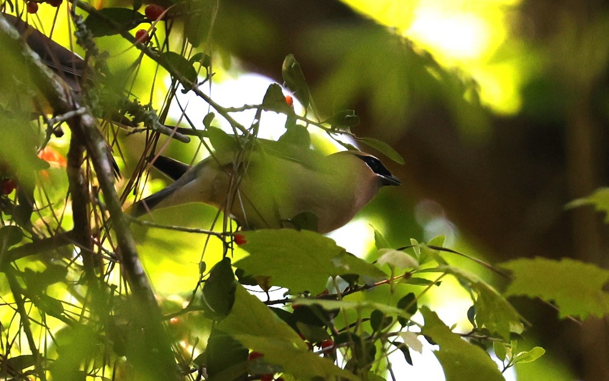 Cedar Waxwing - ML616610107