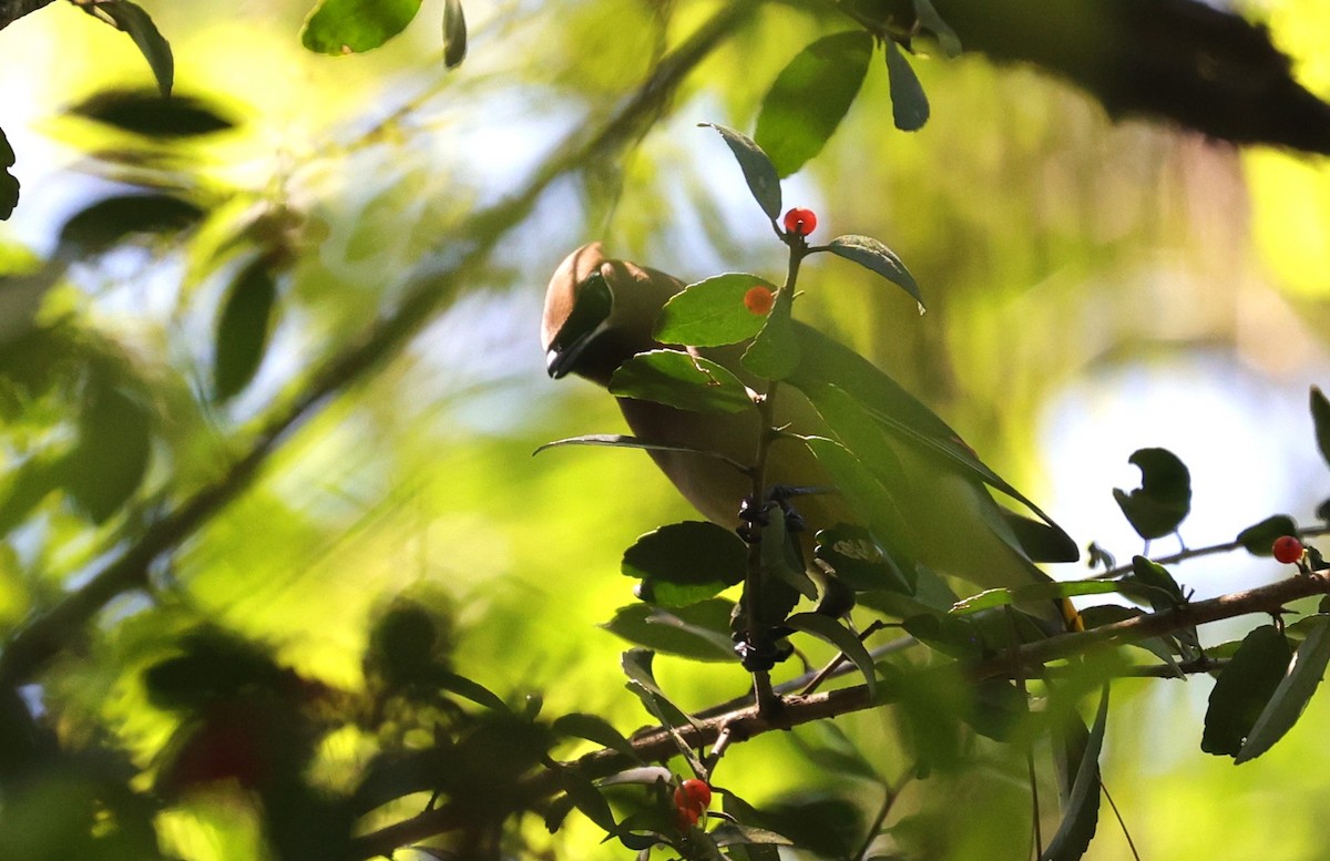 Cedar Waxwing - ML616610108