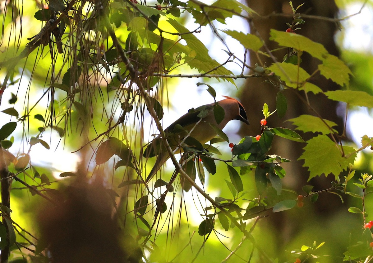 Cedar Waxwing - ML616610111