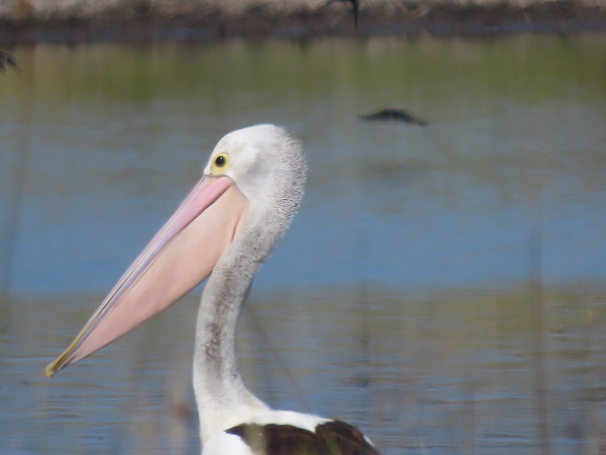 Australian Pelican - ML616610181