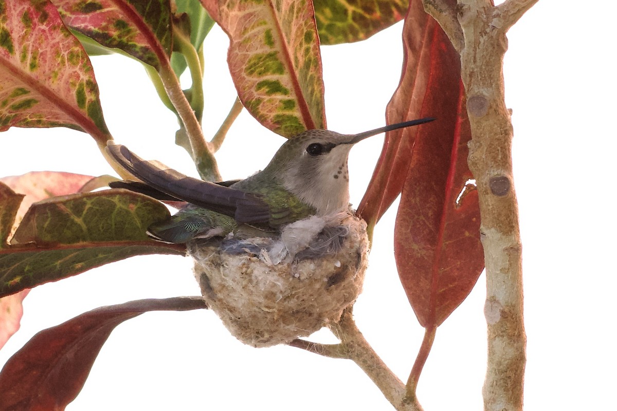 Anna's Hummingbird - ML616610185