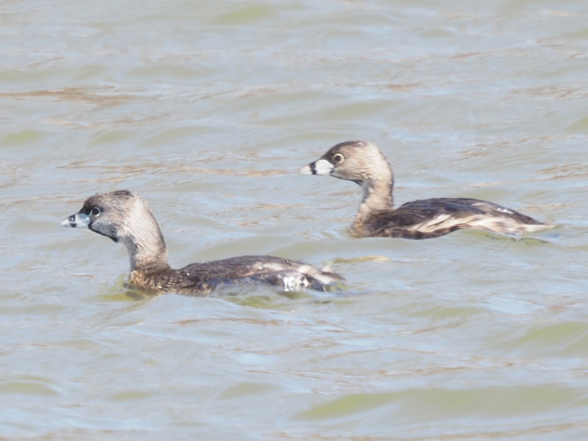 Pied-billed Grebe - Kenner Dull