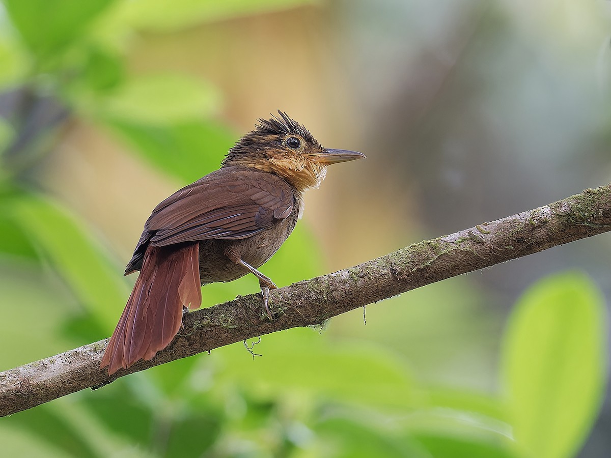 Fawn-throated Foliage-gleaner - ML616610236