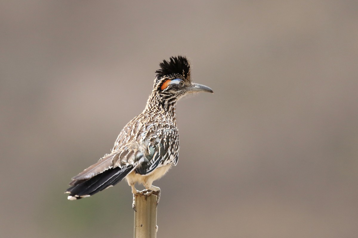 Greater Roadrunner - ML616610248