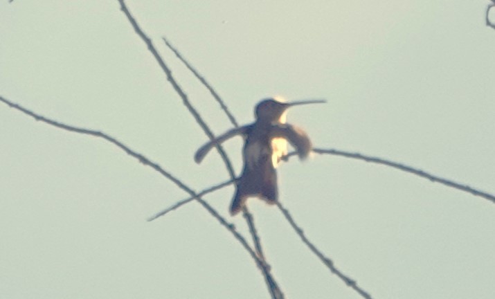 Colibrí Gigante - ML616610312