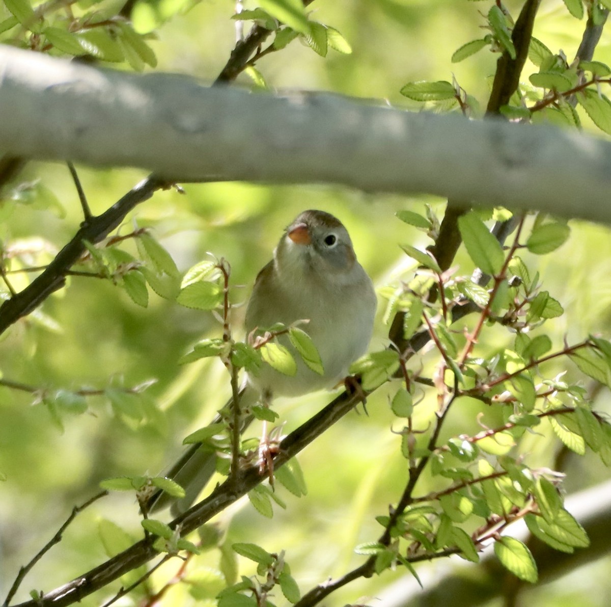 Field Sparrow - ML616610371