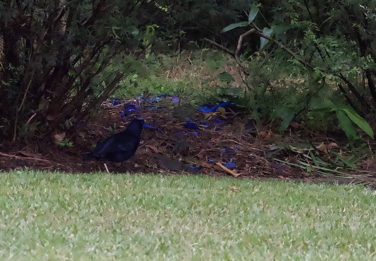 Satin Bowerbird - Yvonne van Netten