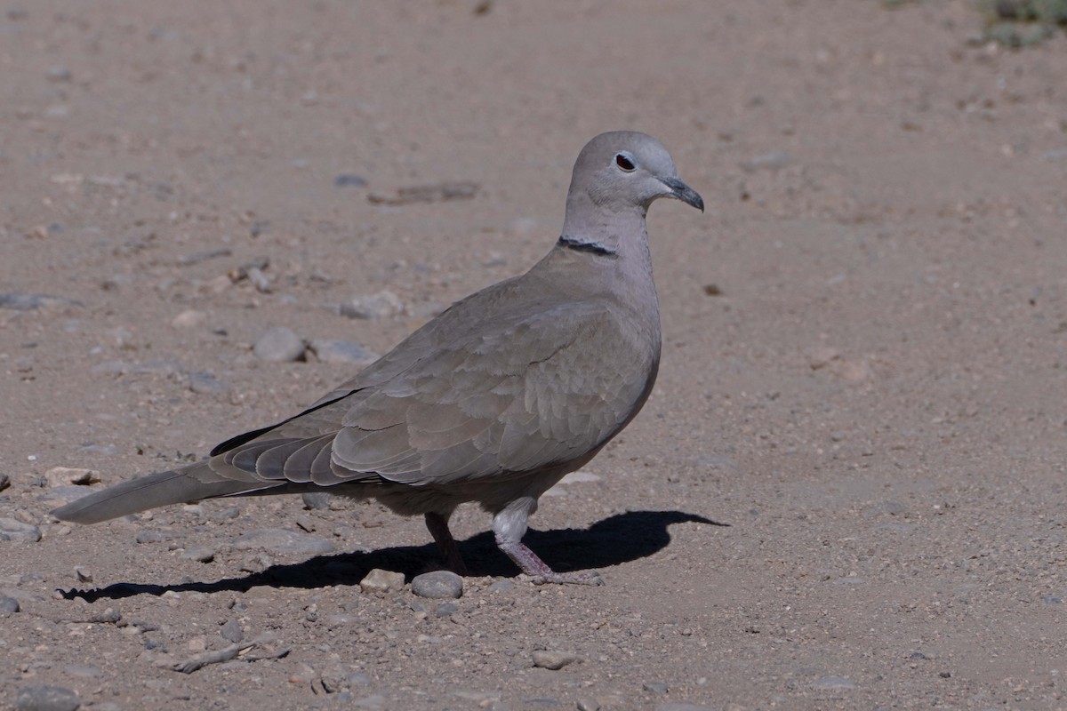 Eurasian Collared-Dove - Susan Elliott