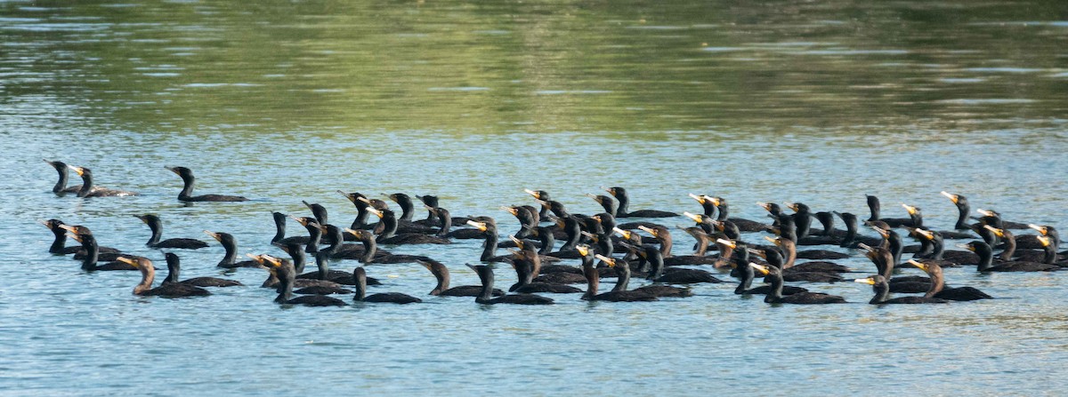 Double-crested Cormorant - ML616610443