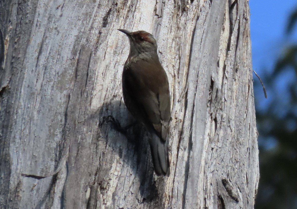 Red-browed Treecreeper - ML616610473