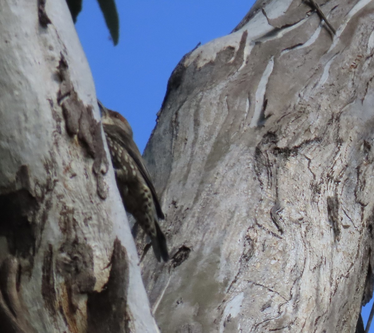 Red-browed Treecreeper - ML616610474