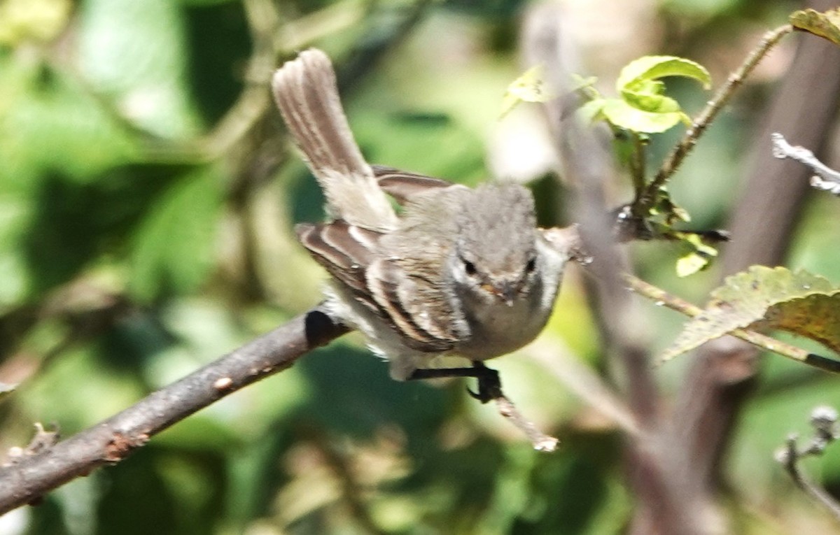 Southern Beardless-Tyrannulet - ML616610483