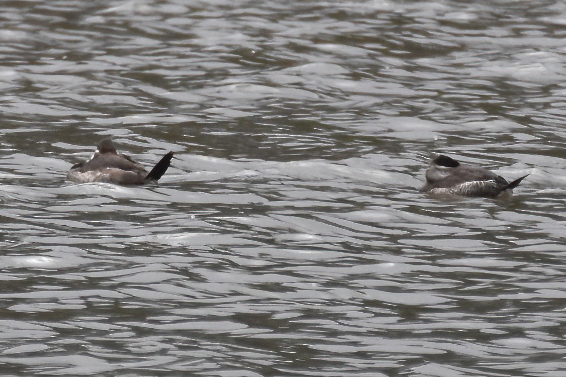 Ruddy Duck - ML616610498