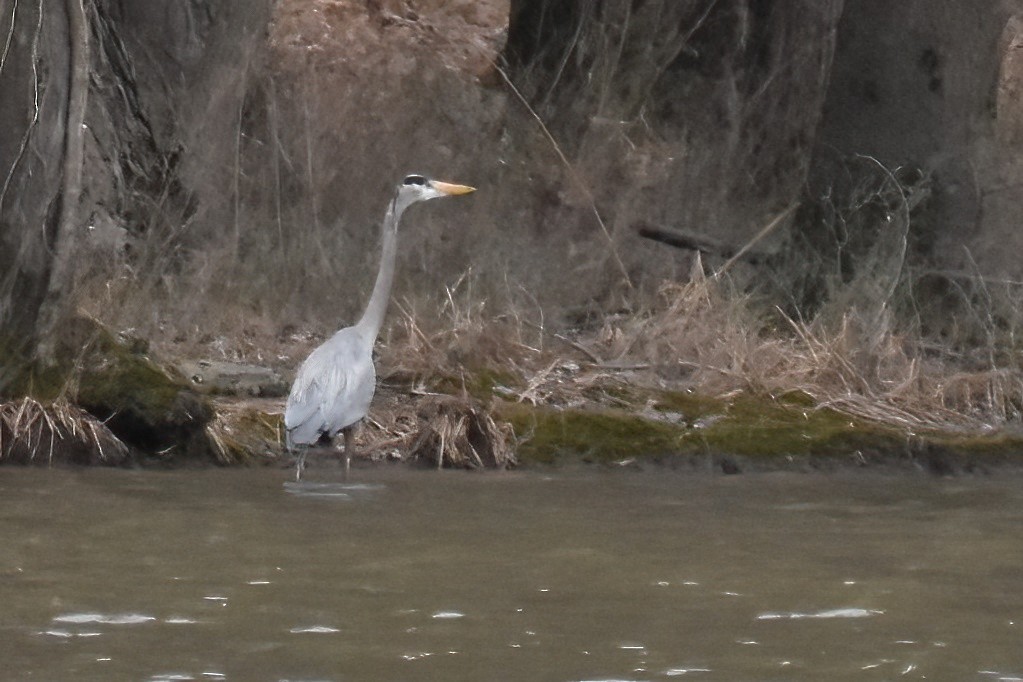 Great Blue Heron - ML616610501