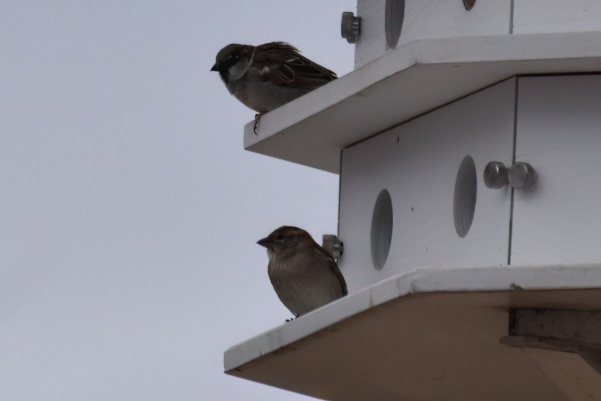 House Sparrow - ML616610506