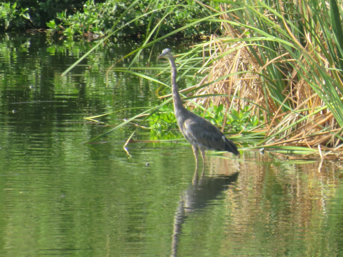 Great Blue Heron - ML616610533