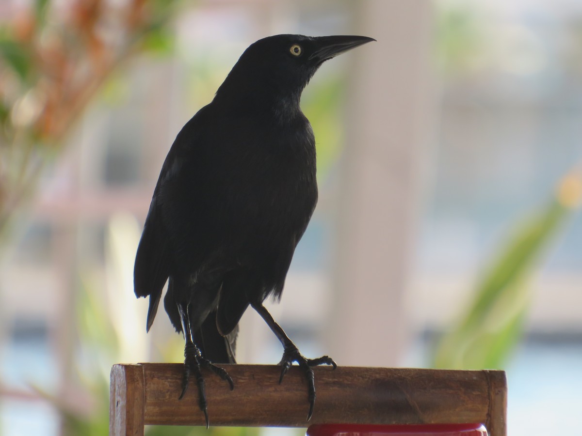 Carib Grackle - ML616610539