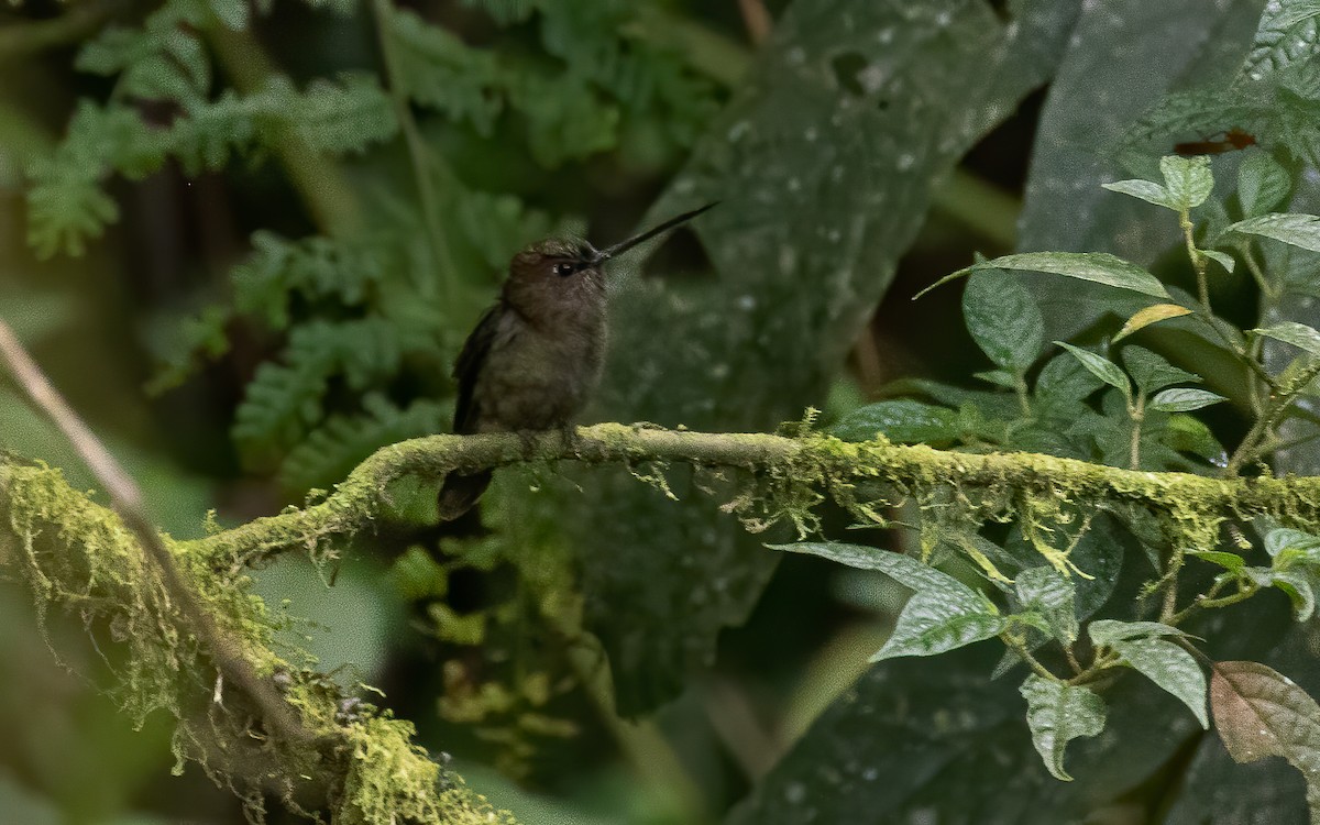 Green-fronted Lancebill - David Monroy Rengifo