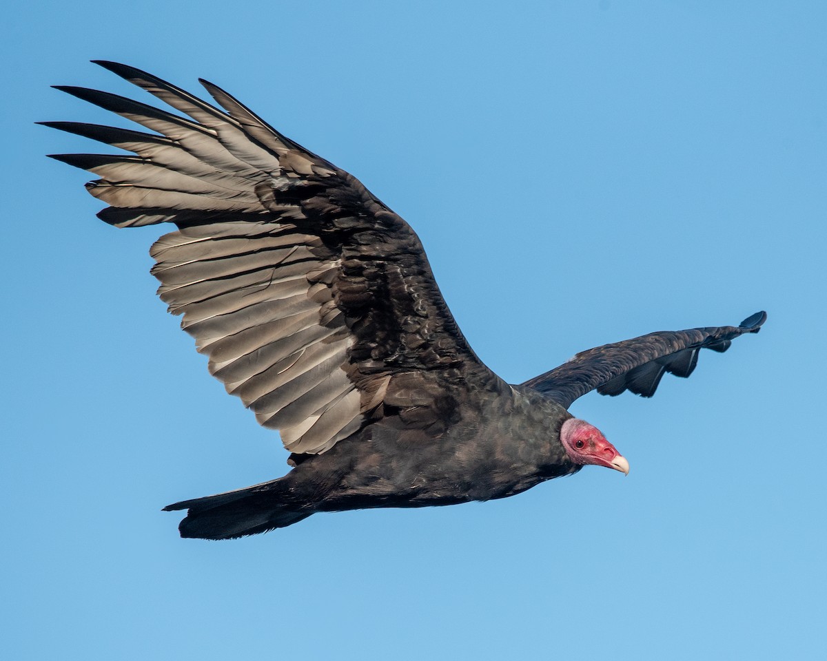 Turkey Vulture - Pablo Maass Zepeda