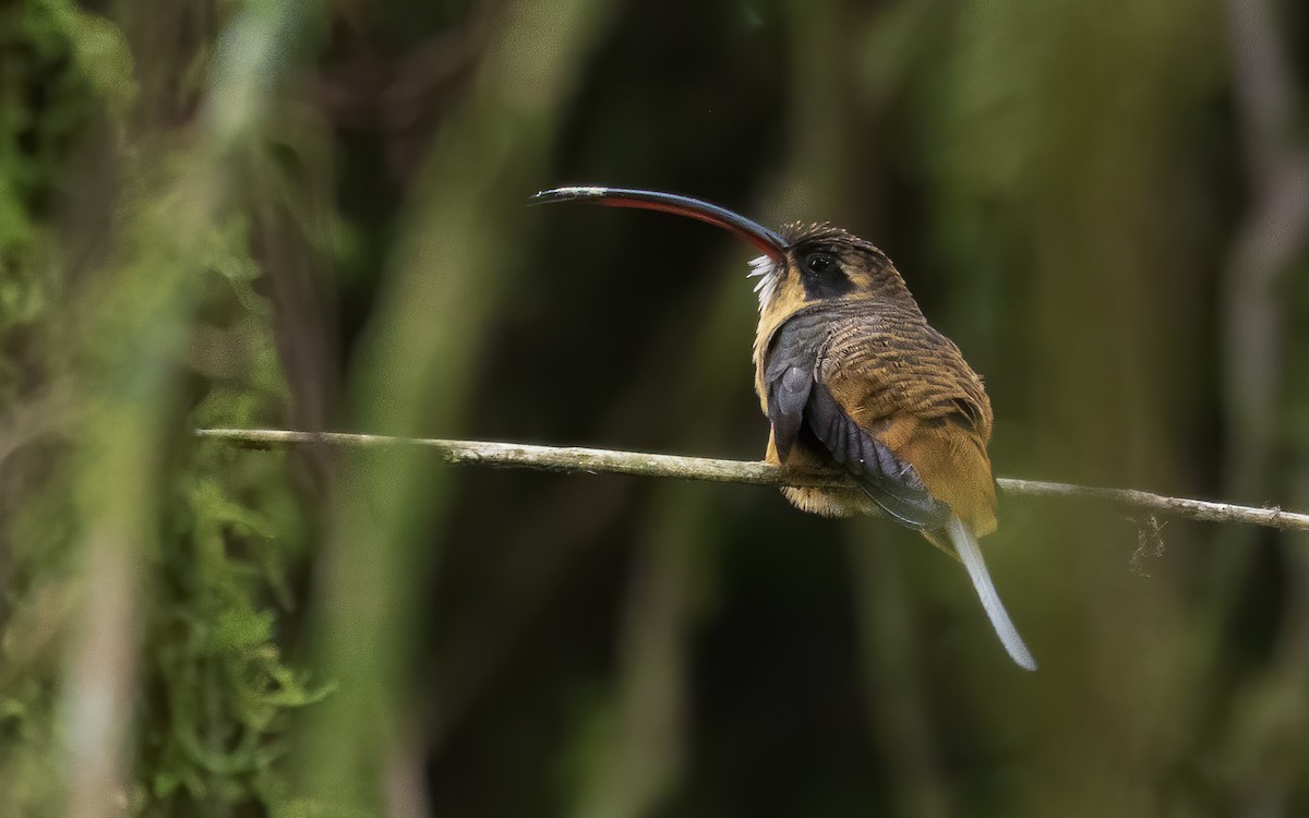 Tawny-bellied Hermit - ML616610557