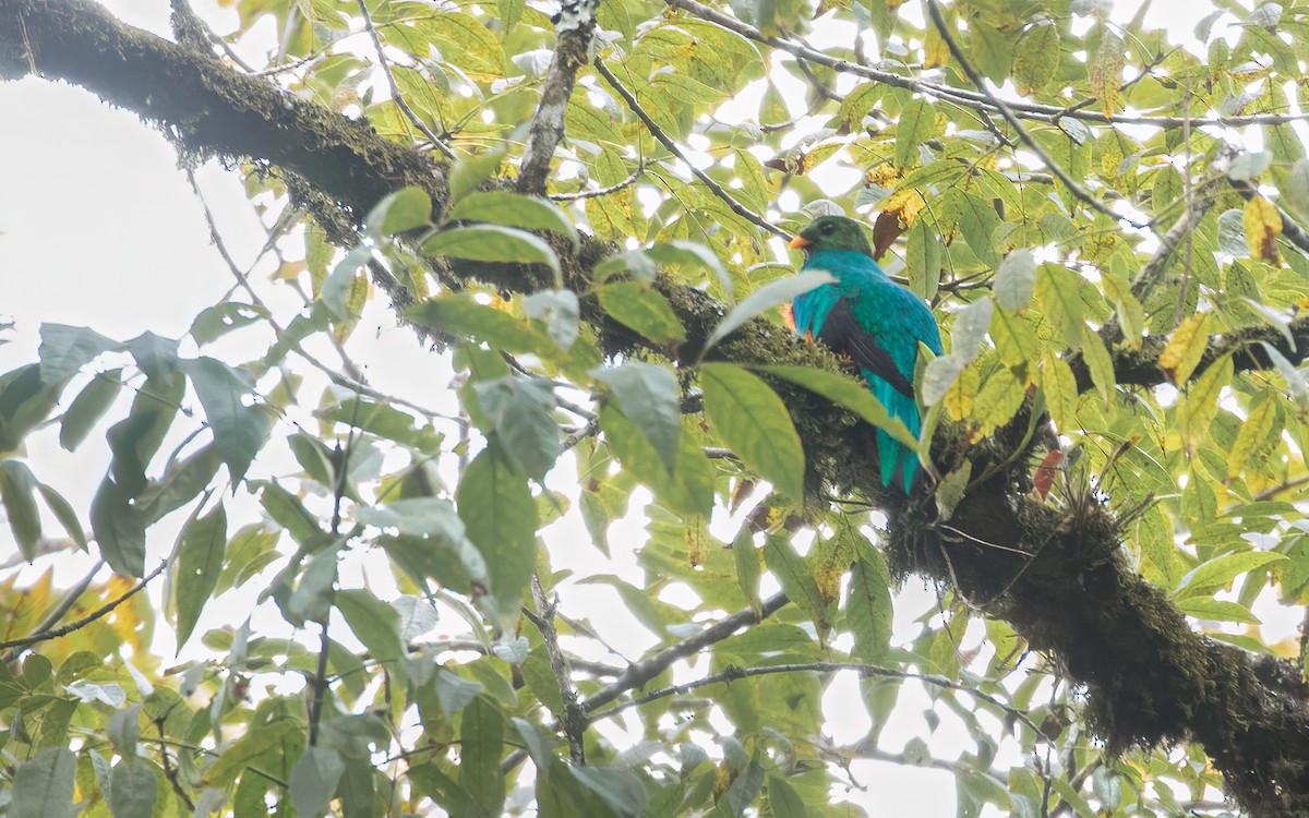 Golden-headed Quetzal - David Monroy Rengifo