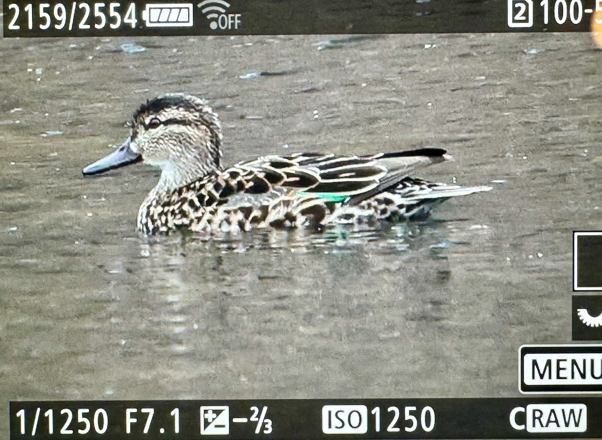 Green-winged Teal - Craig Heberton