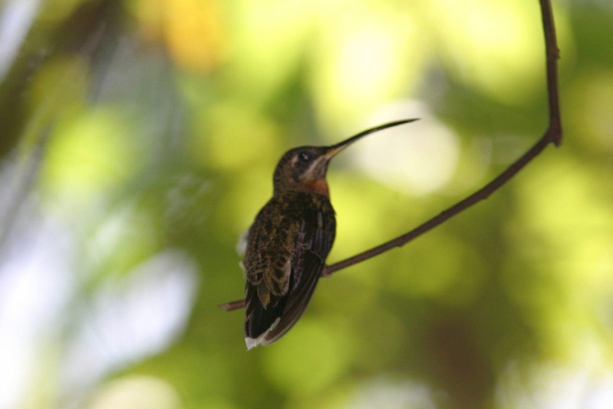 Полосатохвостый колибри-отшельник - ML616610658