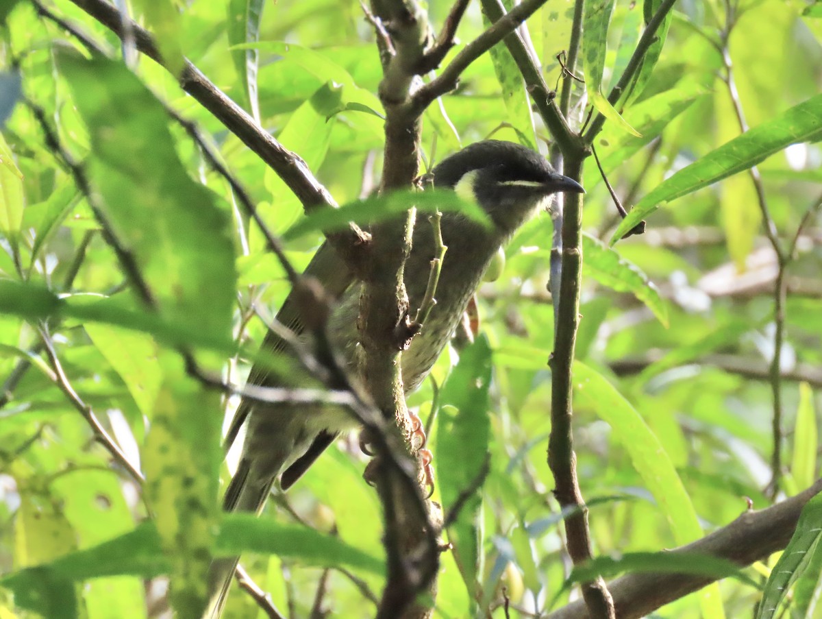 Lewin's Honeyeater - ML616610675