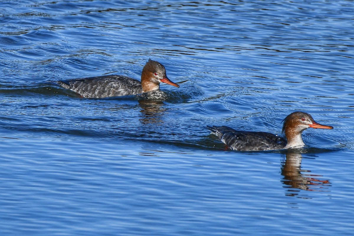 Red-breasted Merganser - Sarah Dix