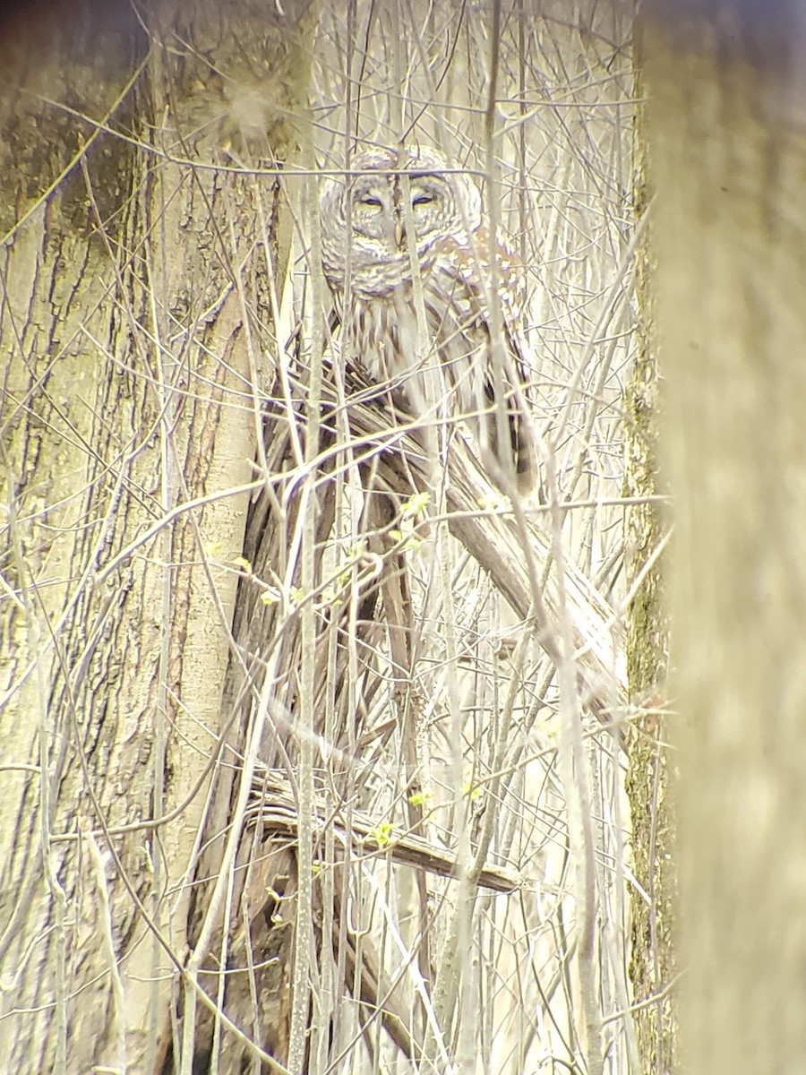 Barred Owl - ML616610699