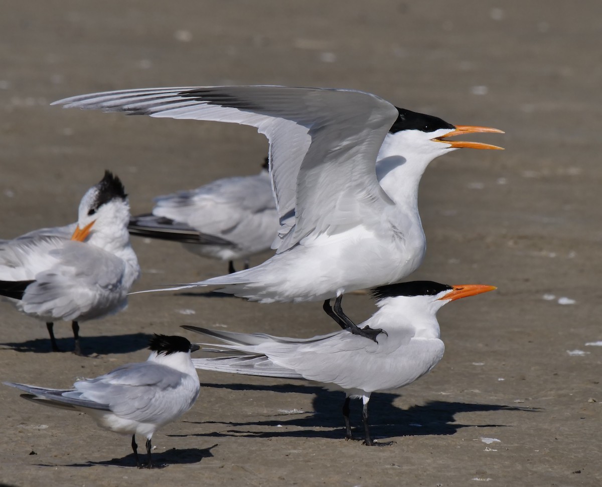 Royal Tern - ML616610701