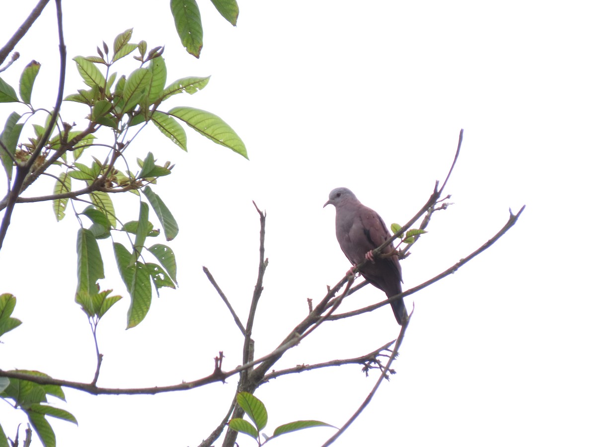 Ruddy Ground Dove - Cristian Cufiño