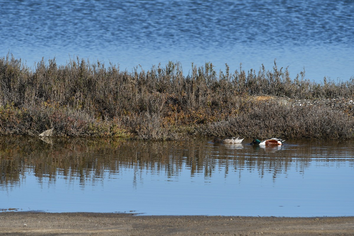 Northern Shoveler - ML616610723