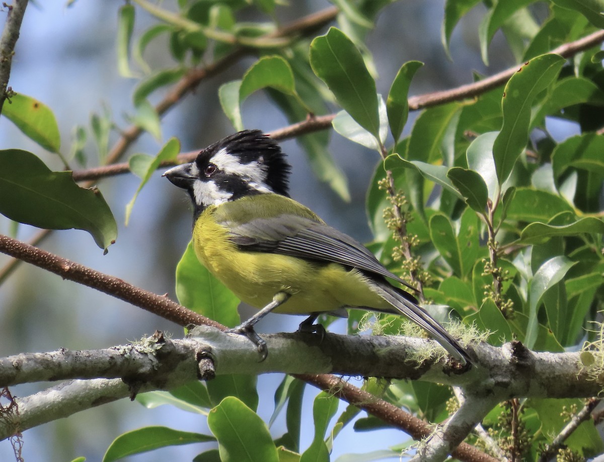 Eastern Shrike-tit - ML616610755